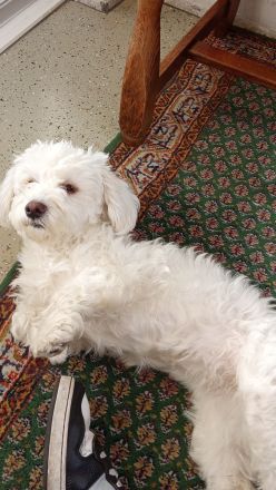 Westiepoo 8 Monate alt