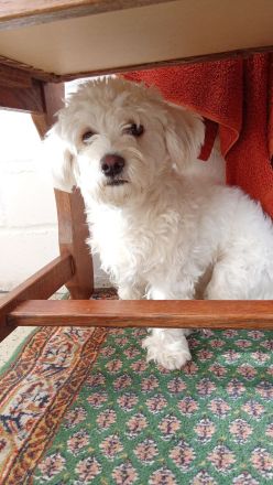 Westiepoo 8 Monate alt