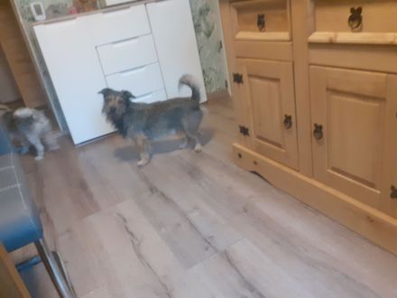 Malteser spitz-dackel  Welpen