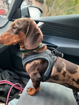 Ich biete Romeo als Deckrüden an