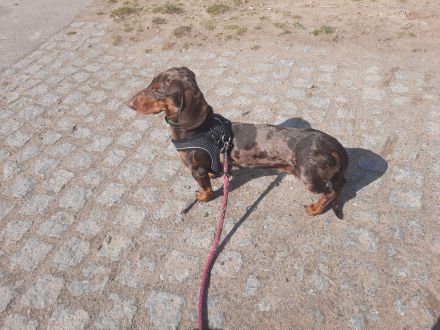 Ich biete Romeo als Deckrüden an