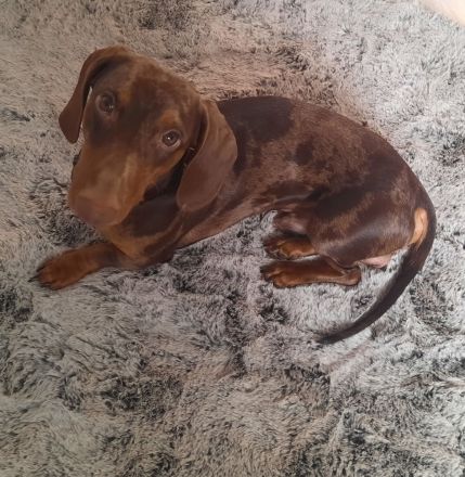 Ich biete Romeo als Deckrüden an