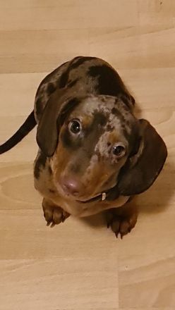 Ich biete Romeo als Deckrüden an