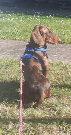 Ich biete Romeo als Deckrüden an