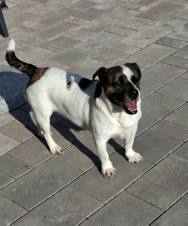 Mona sucht ein Zuhause