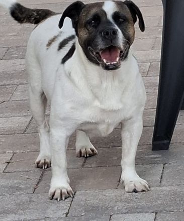 Mona sucht ein Zuhause