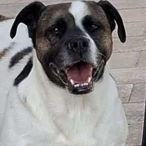 Mona sucht ein Zuhause