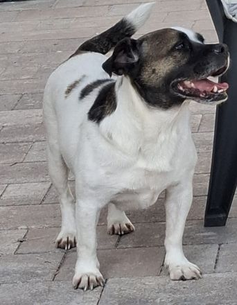 Mona sucht ein Zuhause