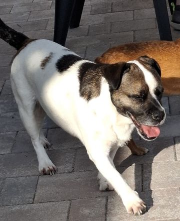 Mona sucht ein Zuhause