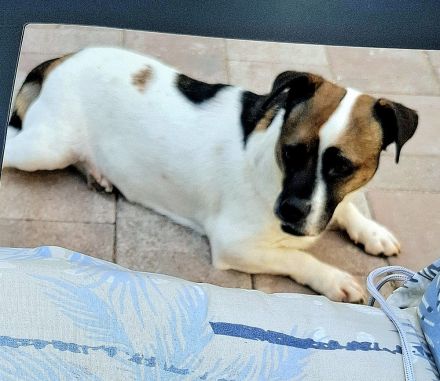 Mona sucht ein Zuhause