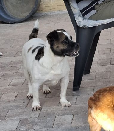 Mona sucht ein Zuhause