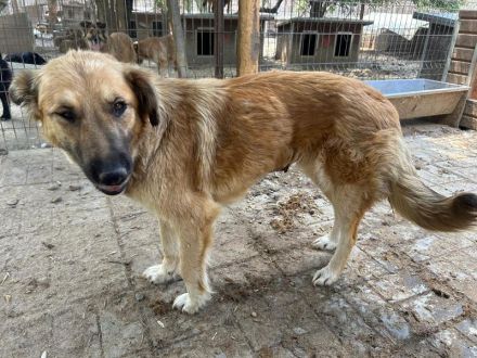 TANJA  ca. 2-jährige, wunderschöne, liebe Hündin, ca. 54 cm, eine ganz verträgliche süße Hündin