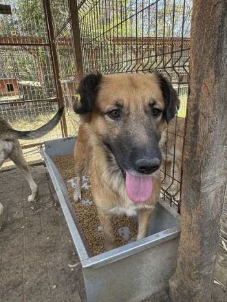 TANJA  ca. 2-jährige, wunderschöne, liebe Hündin, ca. 54 cm, eine ganz verträgliche süße Hündin