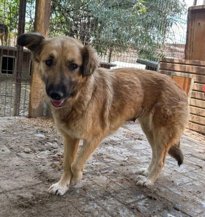 TANJA  ca. 2-jährige, wunderschöne, liebe Hündin, ca. 54 cm, eine ganz verträgliche süße Hündin