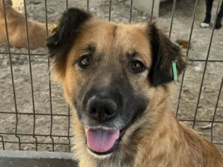 TANJA  ca. 2-jährige, wunderschöne, liebe Hündin, ca. 54 cm, eine ganz verträgliche süße Hündin