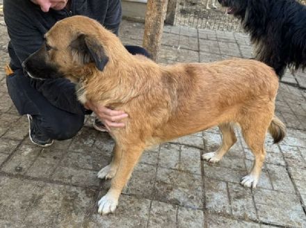 TANJA  ca. 2-jährige, wunderschöne, liebe Hündin, ca. 54 cm, eine ganz verträgliche süße Hündin