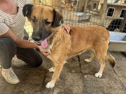 TANJA  ca. 2-jährige, wunderschöne, liebe Hündin, ca. 54 cm, eine ganz verträgliche süße Hündin