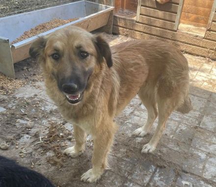 TANJA  ca. 2-jährige, wunderschöne, liebe Hündin, ca. 54 cm, eine ganz verträgliche süße Hündin