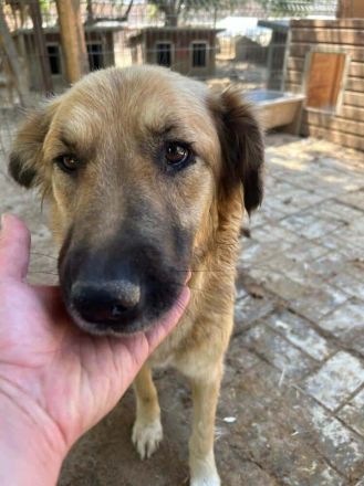 TANJA  ca. 2-jährige, wunderschöne, liebe Hündin, ca. 54 cm, eine ganz verträgliche süße Hündin