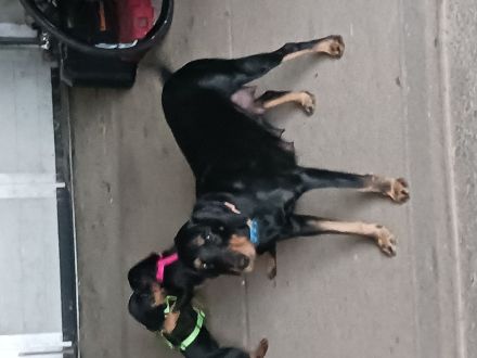 Schwarzwildbracke / Deutsch Drahthaar Mischling