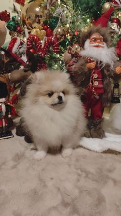 Reinrassige Pomeranian Zwergspitz