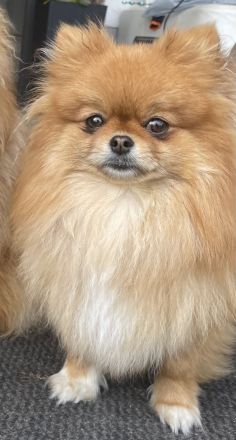 Reinrassige Pomeranian Zwergspitz