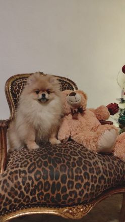 Reinrassige Pomeranian Zwergspitz