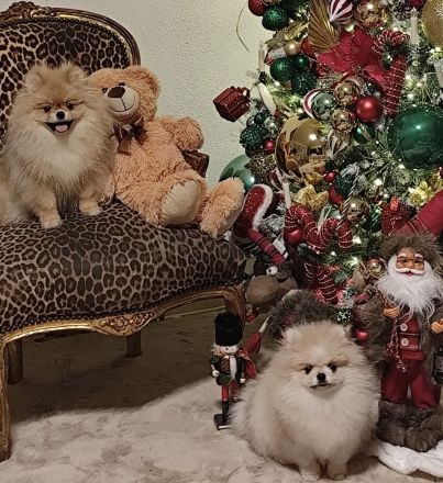 Reinrassige Pomeranian Zwergspitz