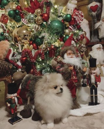 Reinrassige Pomeranian Zwergspitz