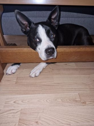 Rüde pocojo 4 jahre