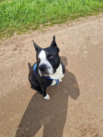 Rüde pocojo 4 jahre