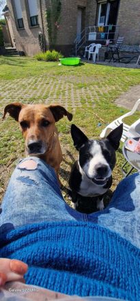 Rüde pocojo 4 jahre