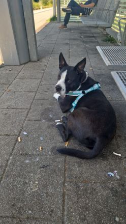 Rüde pocojo 4 jahre