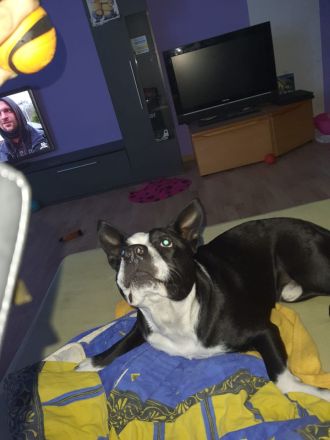 Rüde pocojo 4 jahre