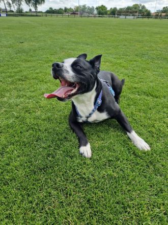 Rüde pocojo 4 jahre