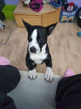 Rüde pocojo 4 jahre