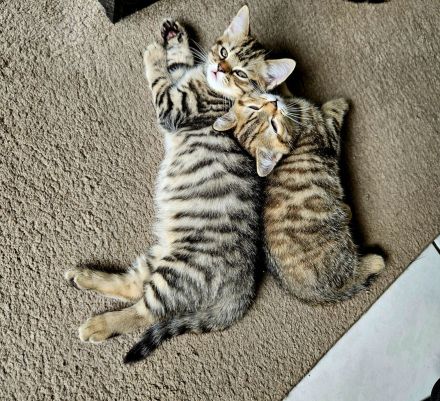 Wunderschönes BKH-Mix Geschwisterpaar