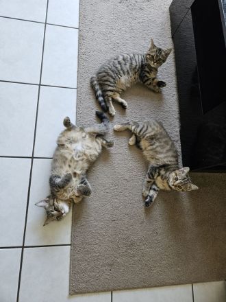 Wunderschönes BKH-Mix Geschwisterpaar