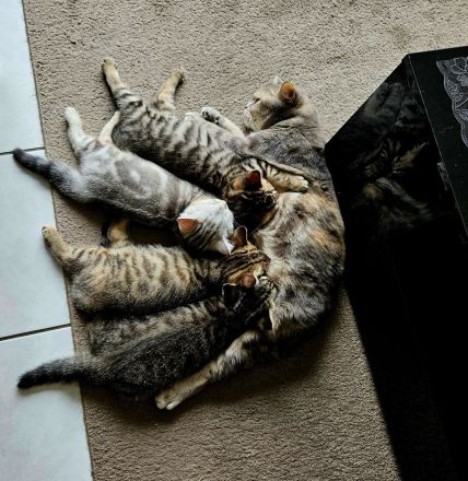 Wunderschönes BKH-Mix Geschwisterpaar