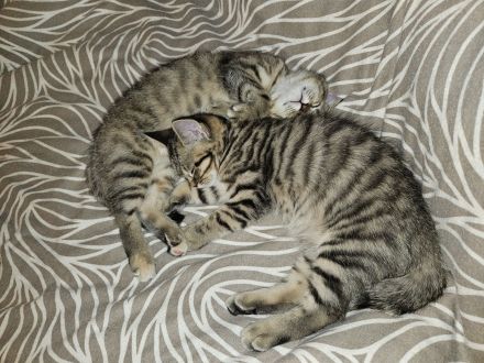 Wunderschönes BKH-Mix Geschwisterpaar