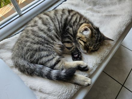 Wunderschönes BKH-Mix Geschwisterpaar