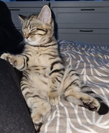 Wunderschönes BKH-Mix Geschwisterpaar