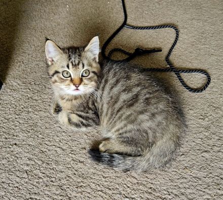 Wunderschönes BKH-Mix Geschwisterpaar