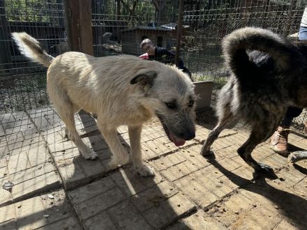 SUMMER ca. 2-jährige, große, cremefarbene Hündin, eine echte Schönheit möchte die Welt entdecken