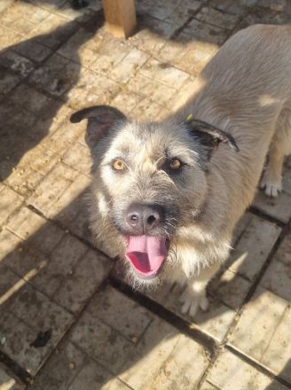 SUMMER ca. 2-jährige, große, cremefarbene Hündin, eine echte Schönheit möchte die Welt entdecken