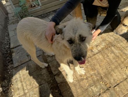 SUMMER ca. 2-jährige, große, cremefarbene Hündin, eine echte Schönheit möchte die Welt entdecken