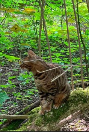 5 jähriger Bengale, Freigänger