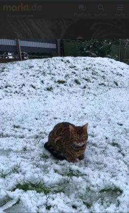 5 jähriger Bengale, Freigänger