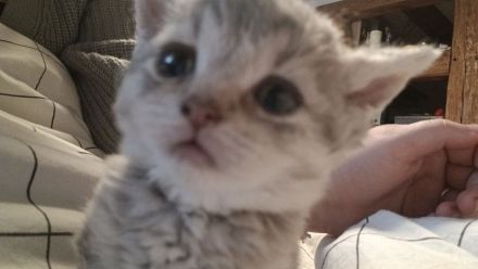 Britisch kurzhaar kitten