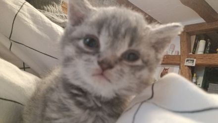 Britisch kurzhaar kitten